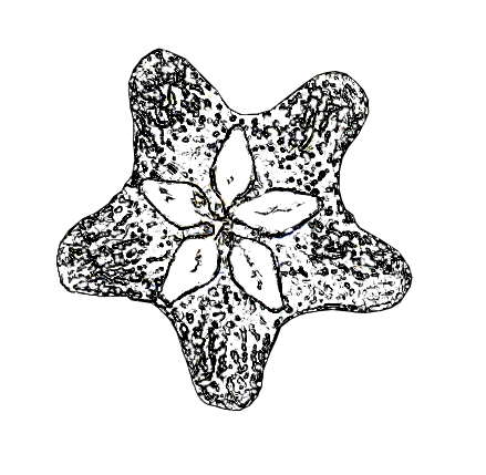 Hoya Flower drawing