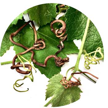 grapevine-tendrils-on-grape-leaves-circle