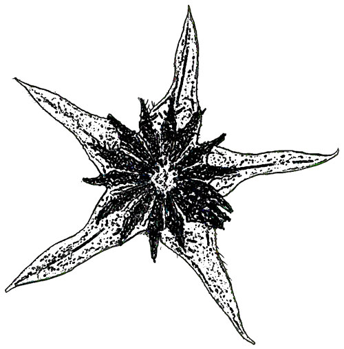 Star flower artistic outline